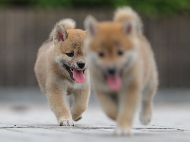 AI5I9773-puppy AI5I9773-puppy