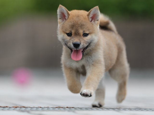 AI5I9780-puppy AI5I9780-puppy