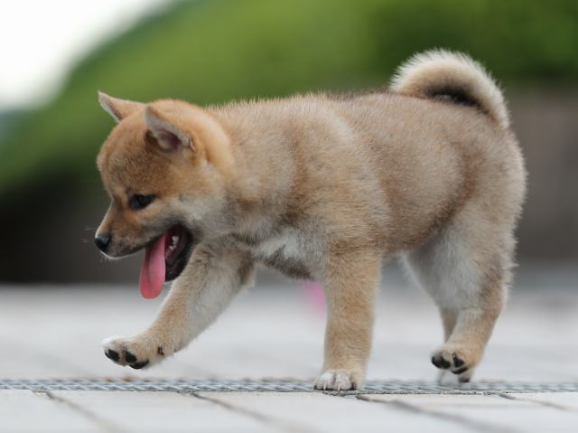 AI5I9786-puppy AI5I9786-puppy
