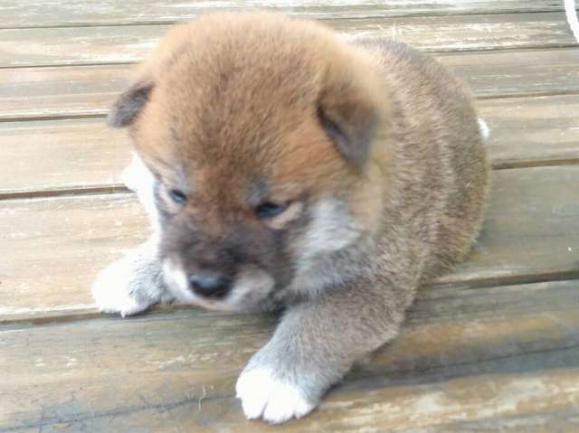 IMG_3051-puppy IMG_3051-puppy