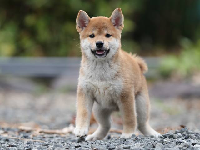 00000400-puppy 00000400-puppy