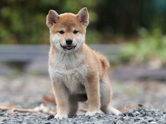 00000402-puppy 00000402-puppy