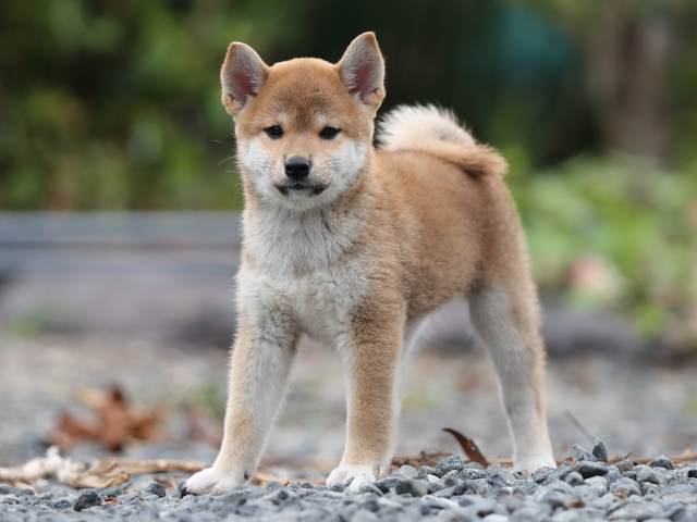 00000404-puppy 00000404-puppy