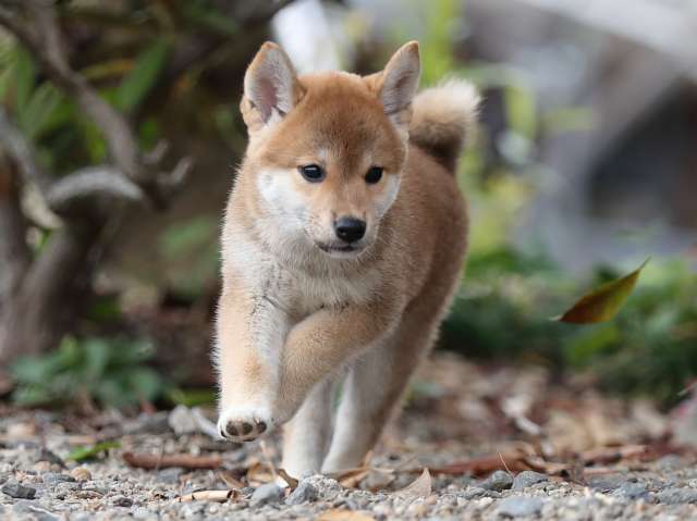 00000410-puppy 00000410-puppy