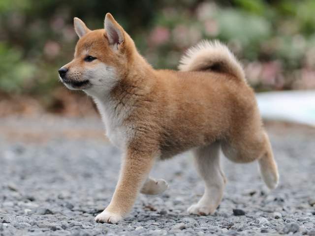 00000425-puppy 00000425-puppy