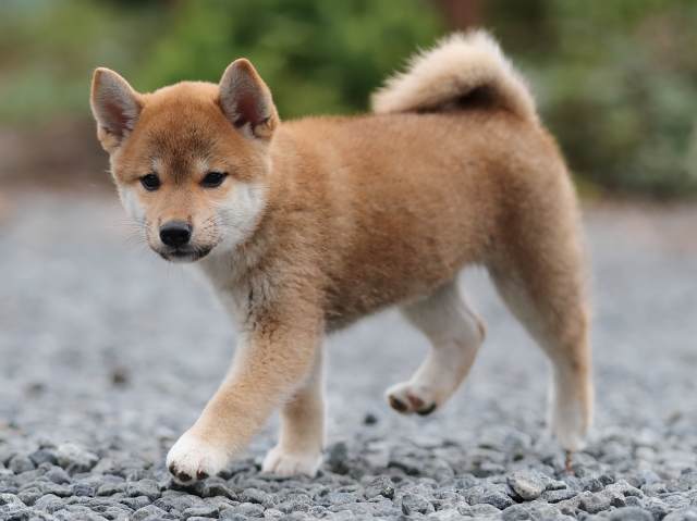 00000428-puppy 00000428-puppy