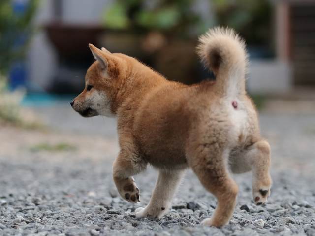 00000430-puppy 00000430-puppy