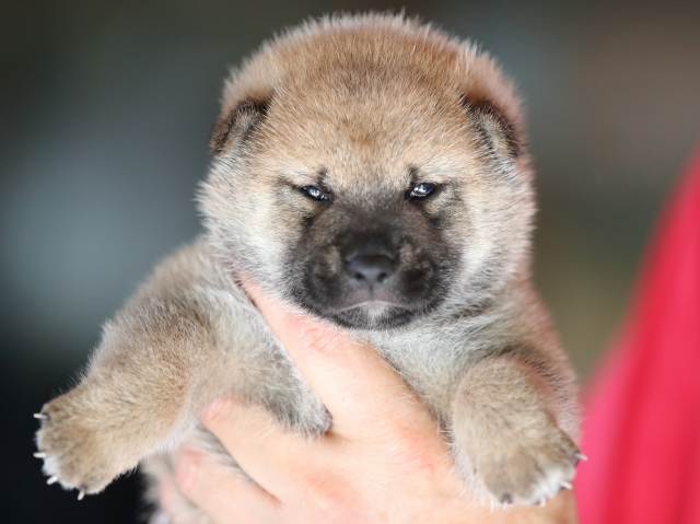 3222-puppy 3222-puppy
