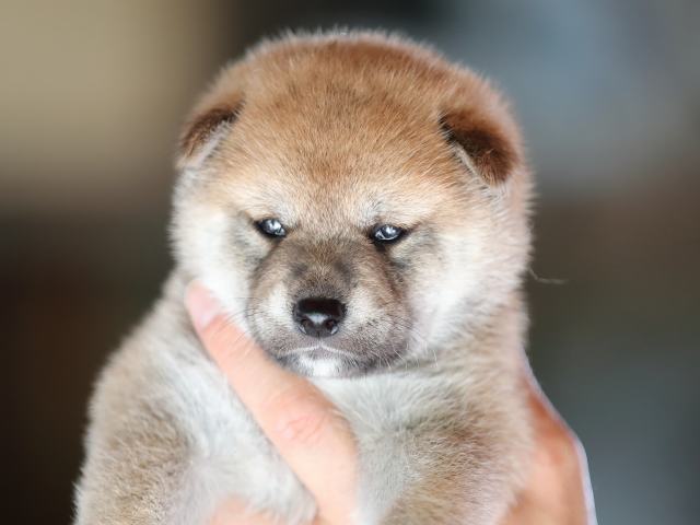 3223-puppy 3223-puppy