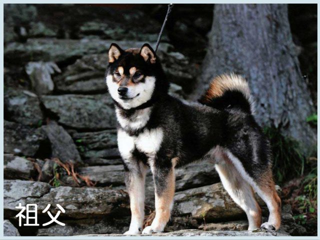 将竜1 将竜1