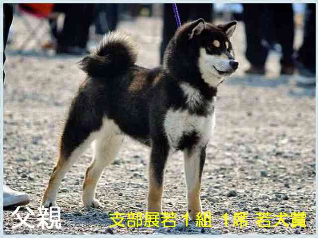 古乃鷹斗号 古乃鷹斗号