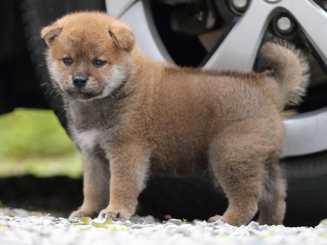 AI5I0026-puppy AI5I0026-puppy