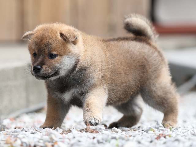 AI5I0046-puppy AI5I0046-puppy