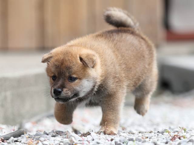 AI5I0048-puppy AI5I0048-puppy