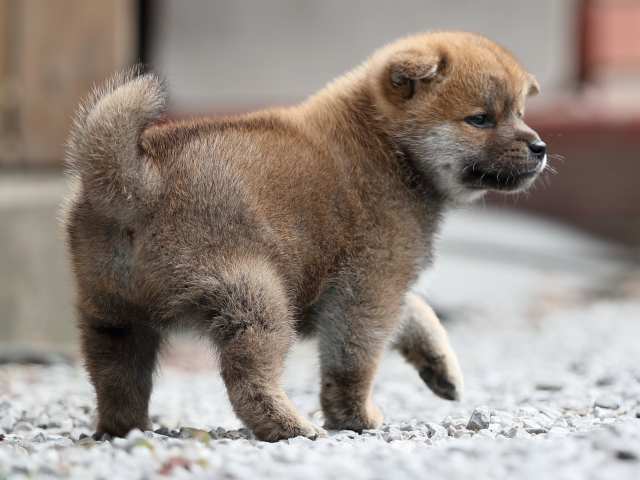 AI5I0069-puppy AI5I0069-puppy