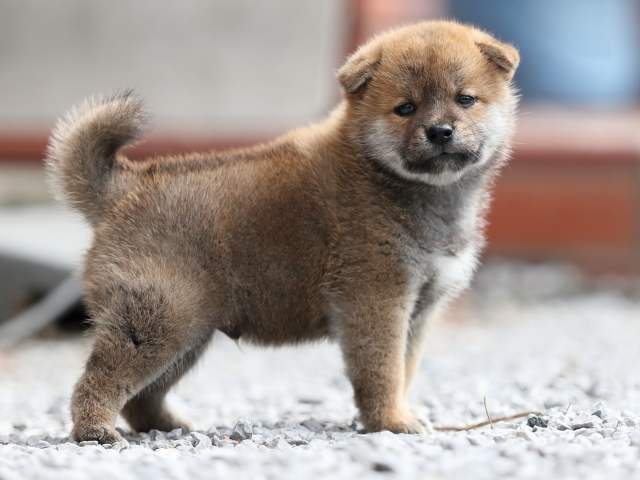 AI5I0082-puppy AI5I0082-puppy