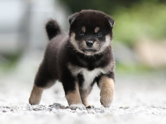 AI5I0135-puppy AI5I0135-puppy