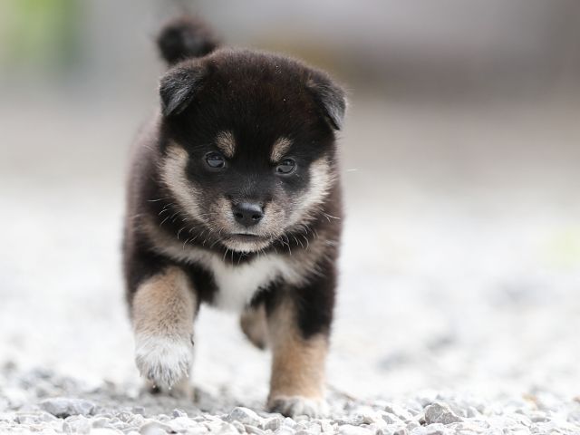 AI5I0189-puppy AI5I0189-puppy