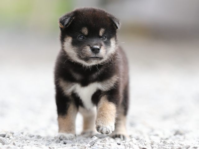 AI5I0197-puppy AI5I0197-puppy