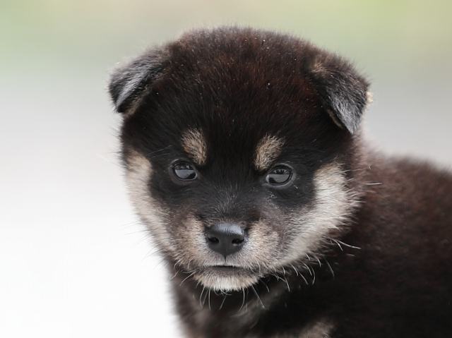 AI5I0220-puppy AI5I0220-puppy