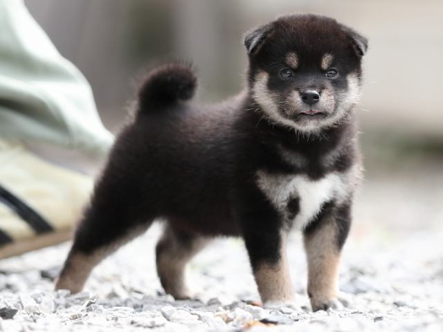 AI5I0244-puppy AI5I0244-puppy