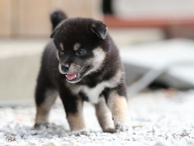 AI5I0287-puppy AI5I0287-puppy