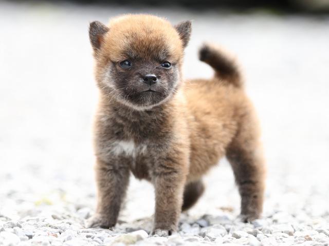AI5I0337-puppy AI5I0337-puppy