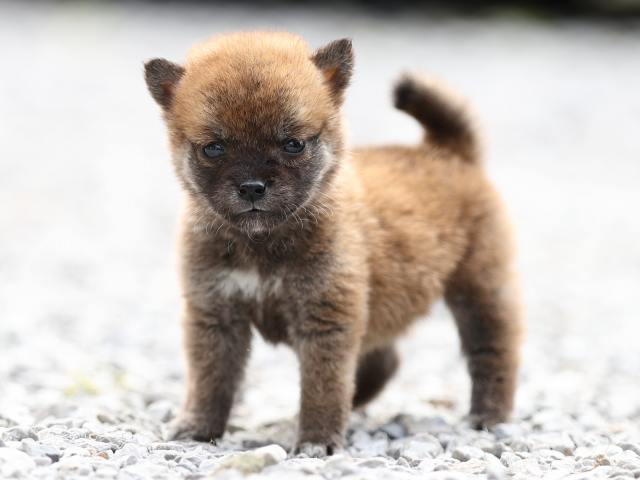 AI5I0339-puppy AI5I0339-puppy