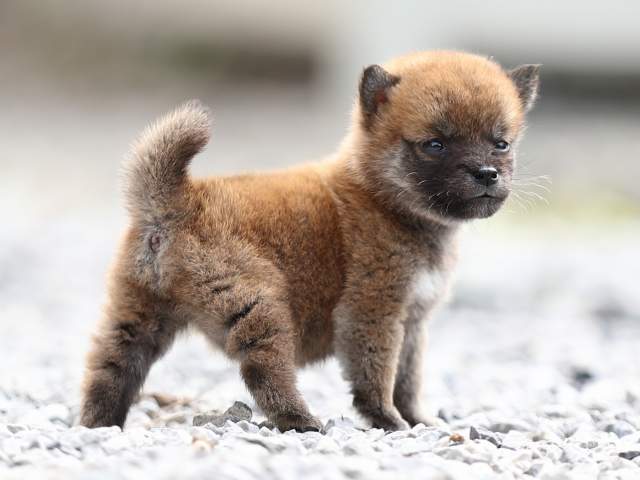 AI5I0355-puppy AI5I0355-puppy