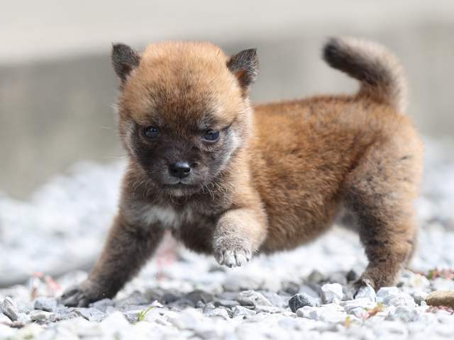 AI5I0364-puppy AI5I0364-puppy