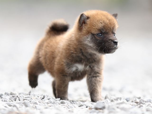 AI5I0415-puppy AI5I0415-puppy