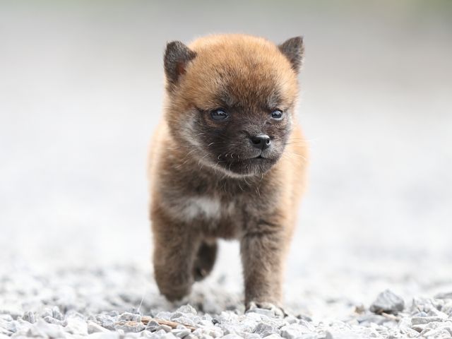 AI5I0426-puppy AI5I0426-puppy