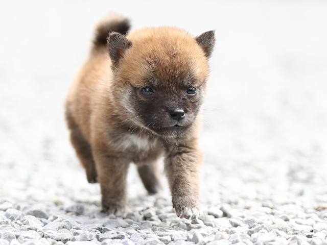 AI5I0462-puppy AI5I0462-puppy