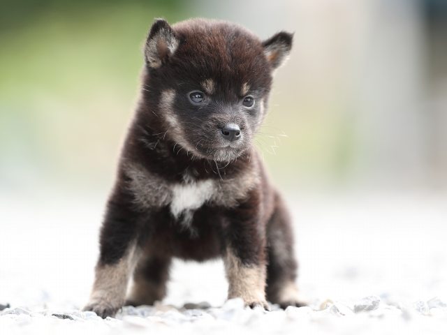 AI5I0496-puppy AI5I0496-puppy