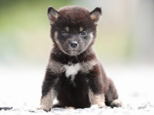 AI5I0514-puppy AI5I0514-puppy