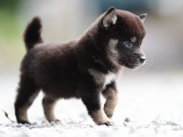AI5I0527-puppy AI5I0527-puppy