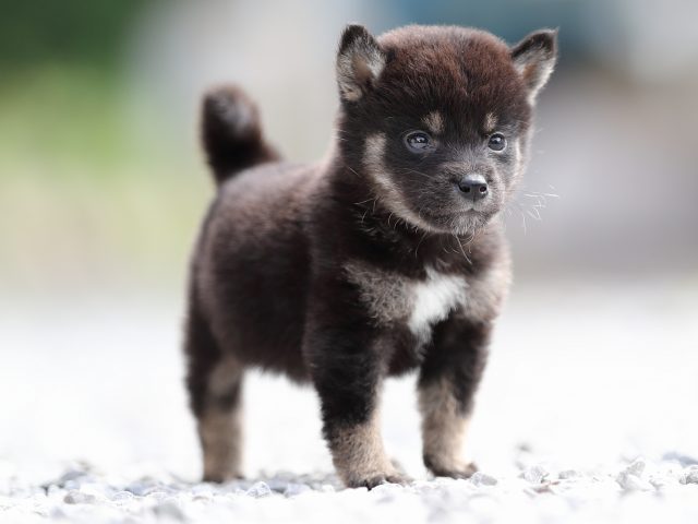 AI5I0555-puppy AI5I0555-puppy