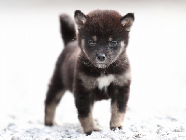 AI5I0584-puppy AI5I0584-puppy