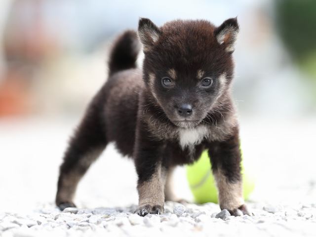 AI5I0624-puppy AI5I0624-puppy