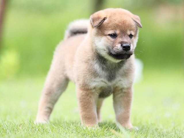 AI5I1325-puppy AI5I1325-puppy