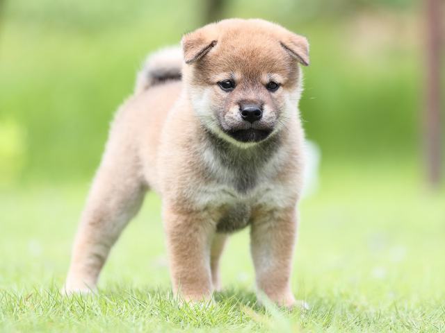 AI5I1328-puppy AI5I1328-puppy