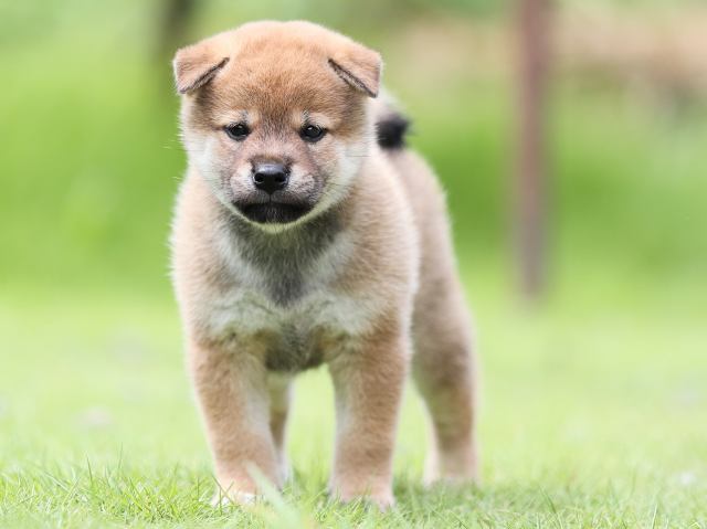 AI5I1336-puppy AI5I1336-puppy