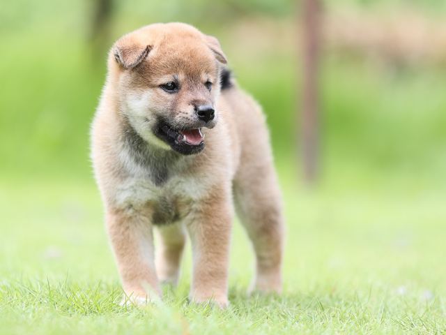 AI5I1346-puppy AI5I1346-puppy