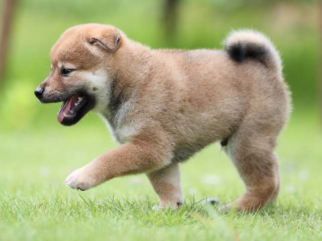 AI5I1348-puppy AI5I1348-puppy