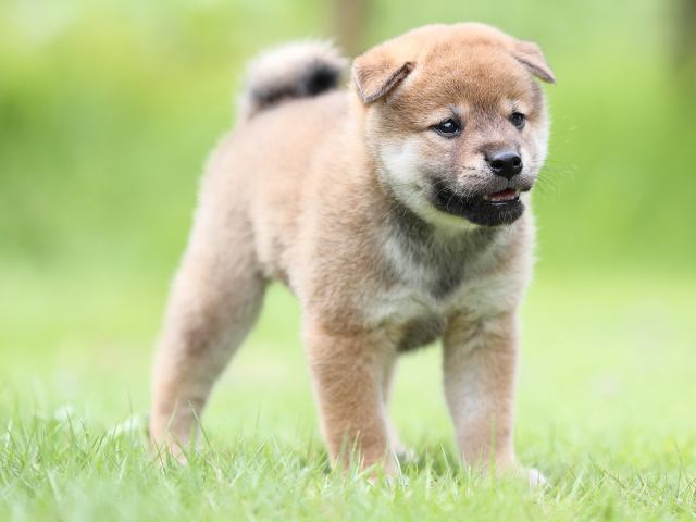 AI5I1358-puppy AI5I1358-puppy