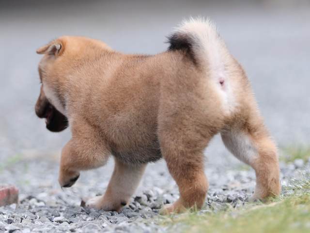 AI5I1458-puppy AI5I1458-puppy