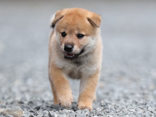 AI5I1491-puppy AI5I1491-puppy