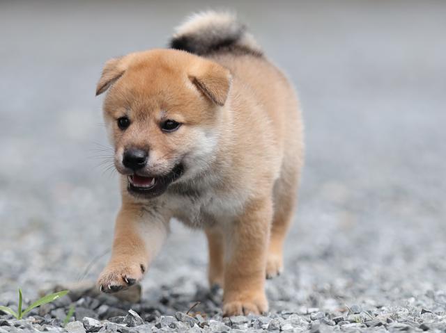 AI5I1496-puppy AI5I1496-puppy