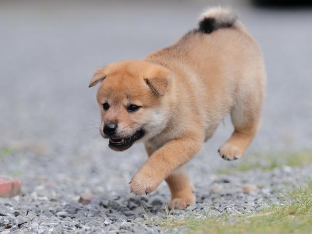 AI5I1527-puppy AI5I1527-puppy