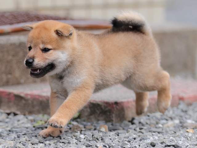 AI5I1533-puppy AI5I1533-puppy